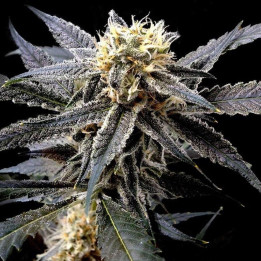 Strawberry Banana a granel feminizadas