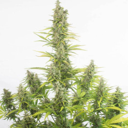 Auto Amnesia a granel feminizadas