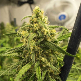 Auto Big Bud a granel feminizadas