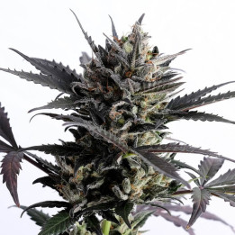 Auto Lemon Haze a granel feminizadas