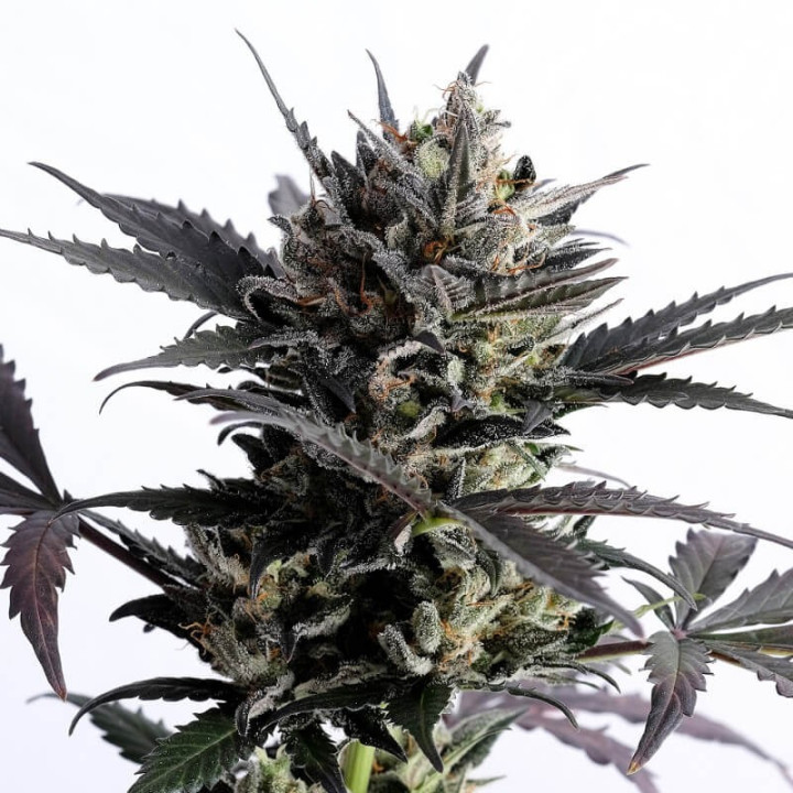 Auto Lemon Haze a granel feminizadas