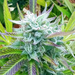 Zkittlez a granel feminizadas