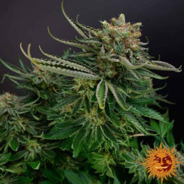 Orange Sherbert (Barney´s Farm)