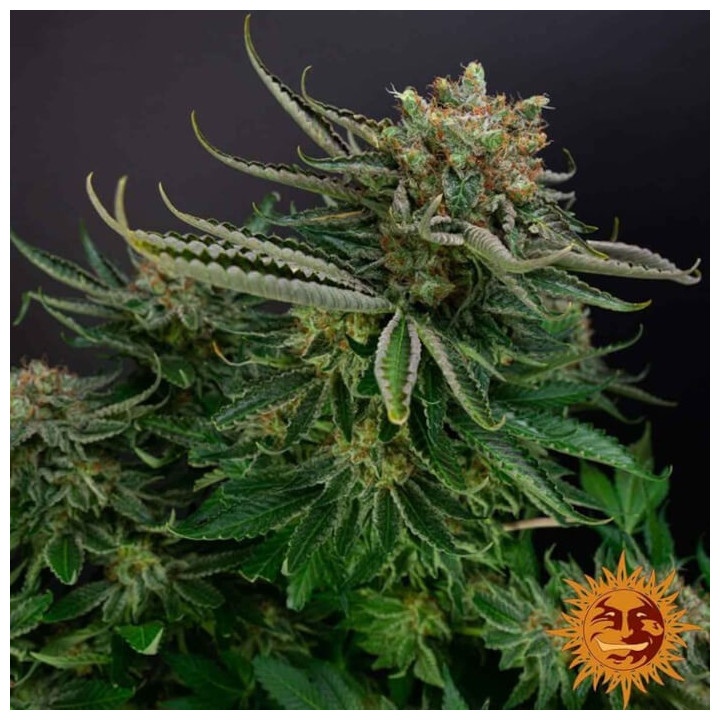 Orange Sherbert (Barney´s Farm)