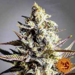 Critical Kush Regular (Barney´s Farm)