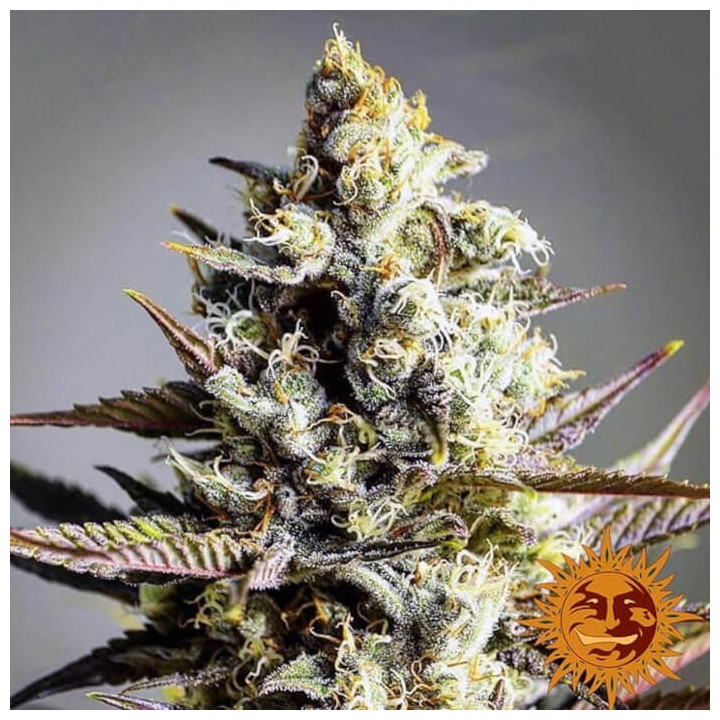 Critical Kush Regular (Barney´s Farm)