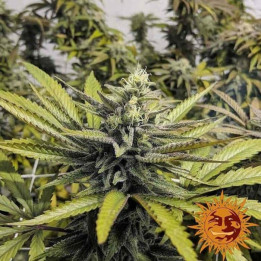 Afghan Hash Plant Regular (Barney´s Farm)