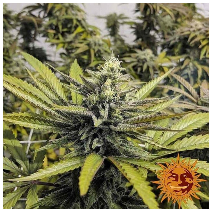 Afghan Hash Plant Regular (Barney´s Farm)
