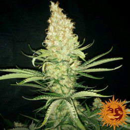 G13 Haze Regular (Barney´s Farm)