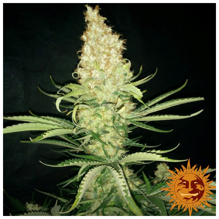 G13 Haze Regular (Barney´s Farm)