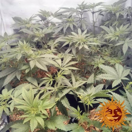 Widow Remedy Regular (Barney´s Farm)
