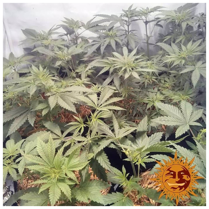 Widow Remedy Regular (Barney´s Farm)
