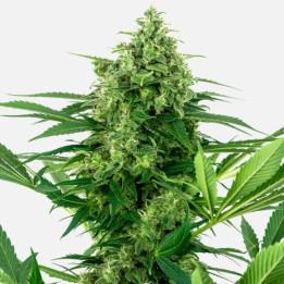 Banana Frosting (Sensi Seeds Research)
