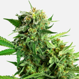 Blackberry Cake (Sensi Seeds Research)