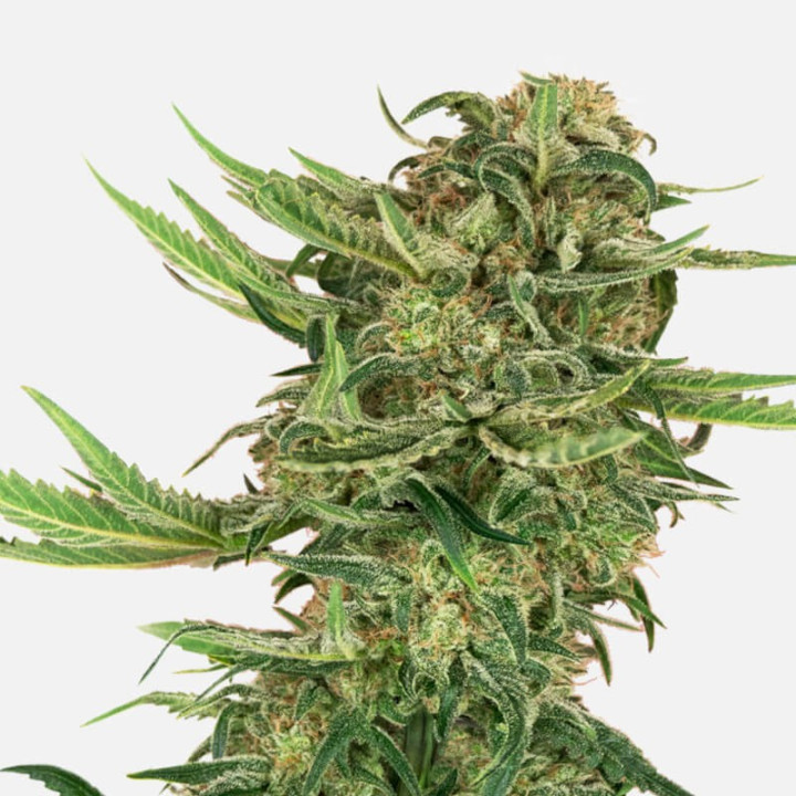 Sensi 219 Auto (Sensi Seeds Research)