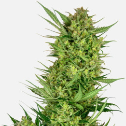 Buttercream Gelato (Sensi Seeds Research)