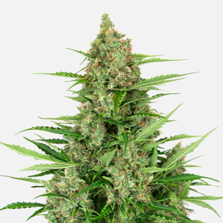 Double Kush Cake (Sensi Seeds Research)
