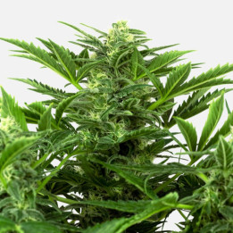 Mandarine Punch Auto (Sensi Seeds Research)