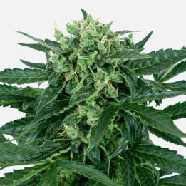 Sensi Amnesia Auto (Sensi Seeds Research)