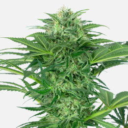 Skunk Dream CBD (Sensi Seeds Research)