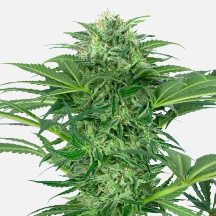 Skunk Dream CBD (Sensi Seeds Research)