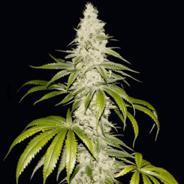 Mont Blanc (TH Seeds)
