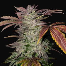 Gelato Cake (TH Seeds)