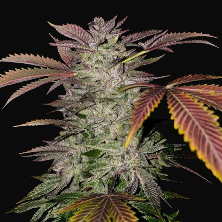 Gelato Cake (TH Seeds)