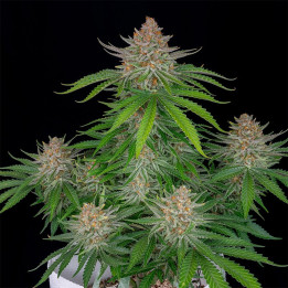 Strawberry Pie Auto (Fast Buds)