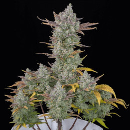 Gorilla Cookies Auto (Fast Buds)