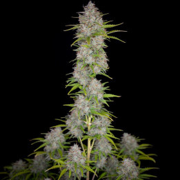Auto Orange Sherbet (Fast Buds)