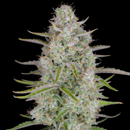 Auto Weeding Cheesecake (Fast Buds)