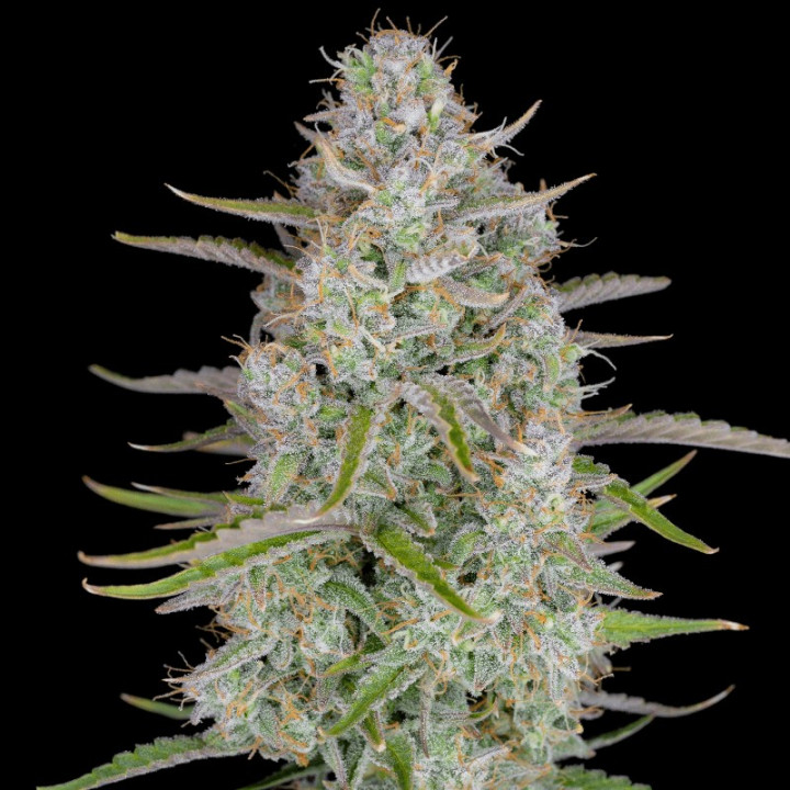 Auto Weeding Cheesecake (Fast Buds)