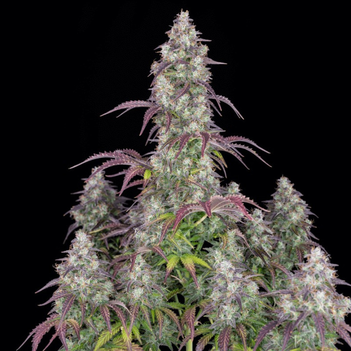 Lemonpie (Fast Buds)