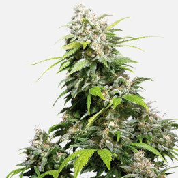 California Indica Feminizada (Sensi Seeds)