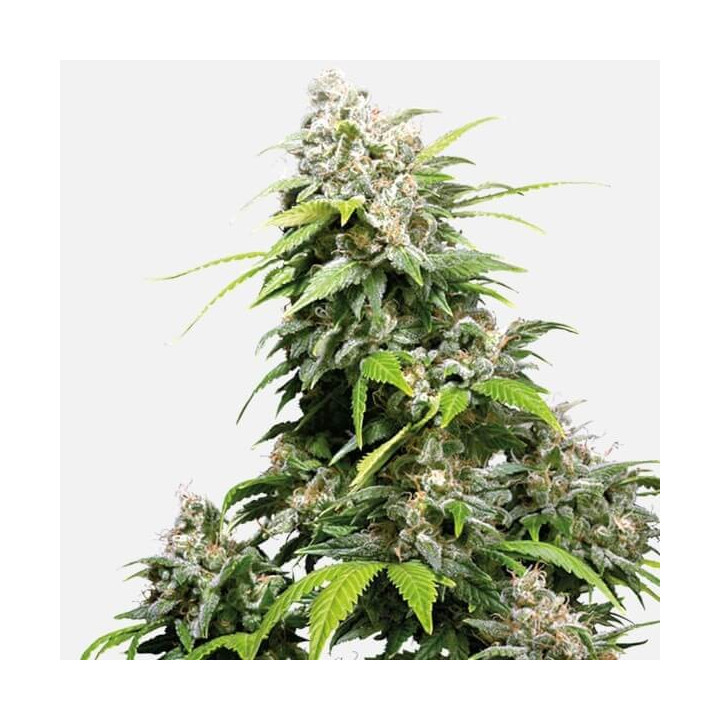 California Indica Feminizada (Sensi Seeds)