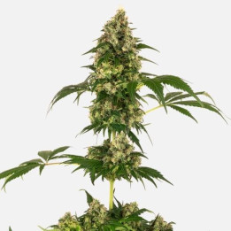 Cobalt Haze (Sensi Seeds)