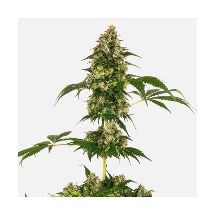 Cobalt Haze (Sensi Seeds)
