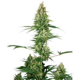 Silver Fire (Sensi Seeds)