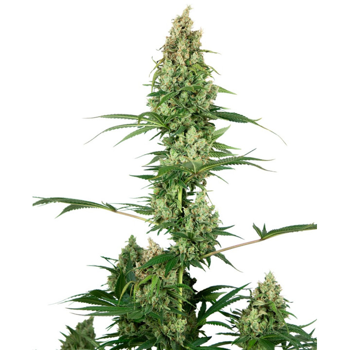 Silver Fire (Sensi Seeds)
