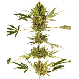 Himalaya CBD (Sensi Seeds)