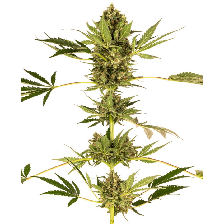 Himalaya CBD (Sensi Seeds)