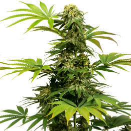Black Harlequin (Sensi Seeds Research)