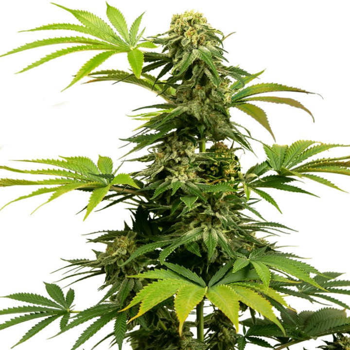 Black Harlequin (Sensi Seeds Research)