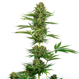Satin Black Domina CBD (Sensi Seeds)