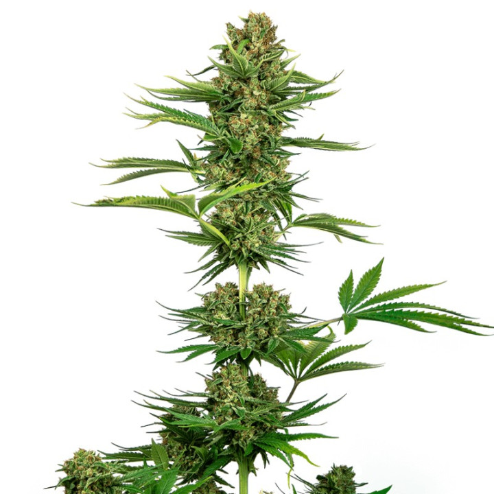 Satin Black Domina CBD (Sensi Seeds)