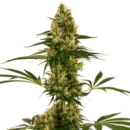 Blue Bullet Auto (Sensi Seeds)