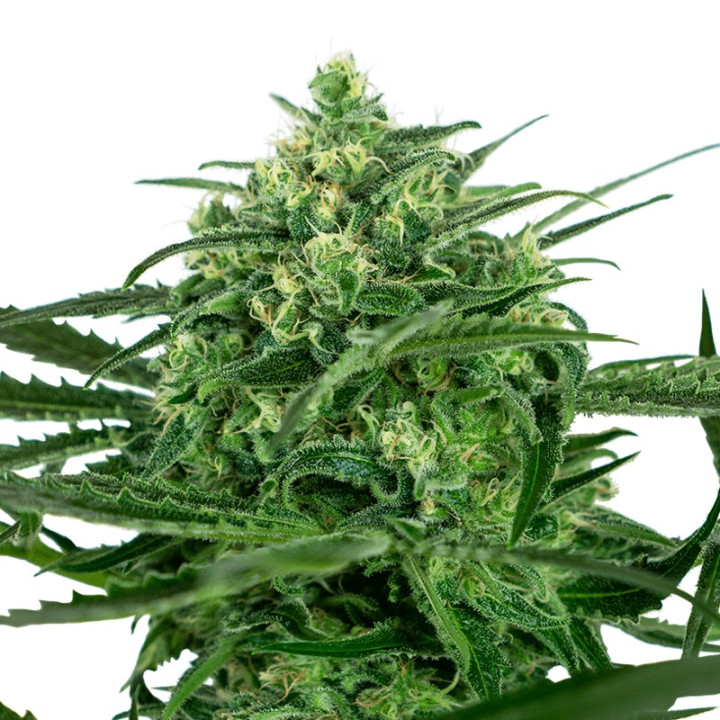 Sensi Amnesia (Sensi Seeds)