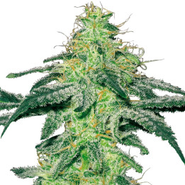 White Skunk (White Label)