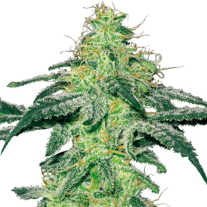 White Skunk (White Label)